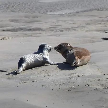 L'alteia - Les Pieds Dans L'eau Avec Place De Parking Et Acces Direct *
